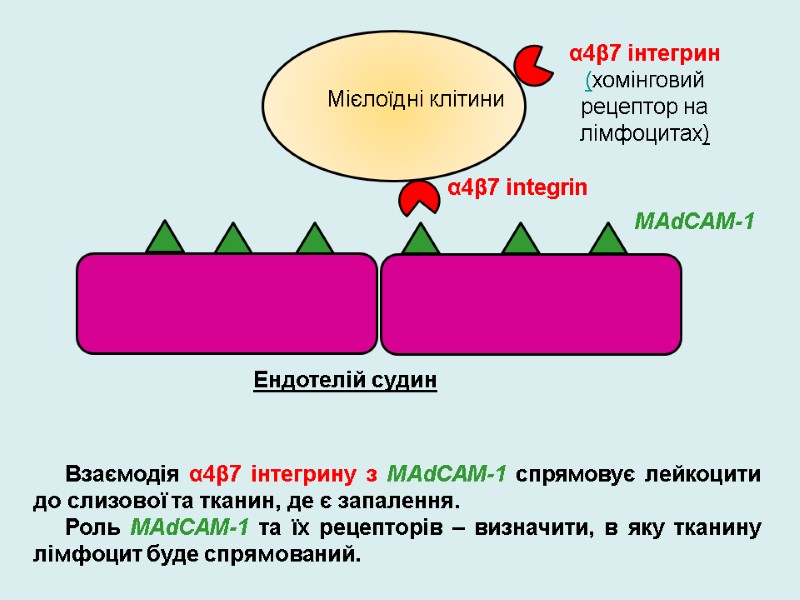 α4β7 integrin MAdCAM-1 Мієлоїдні клітини Ендотелій судин α4β7 інтегрин (хомінговий рецептор на лімфоцитах) Взаємодія